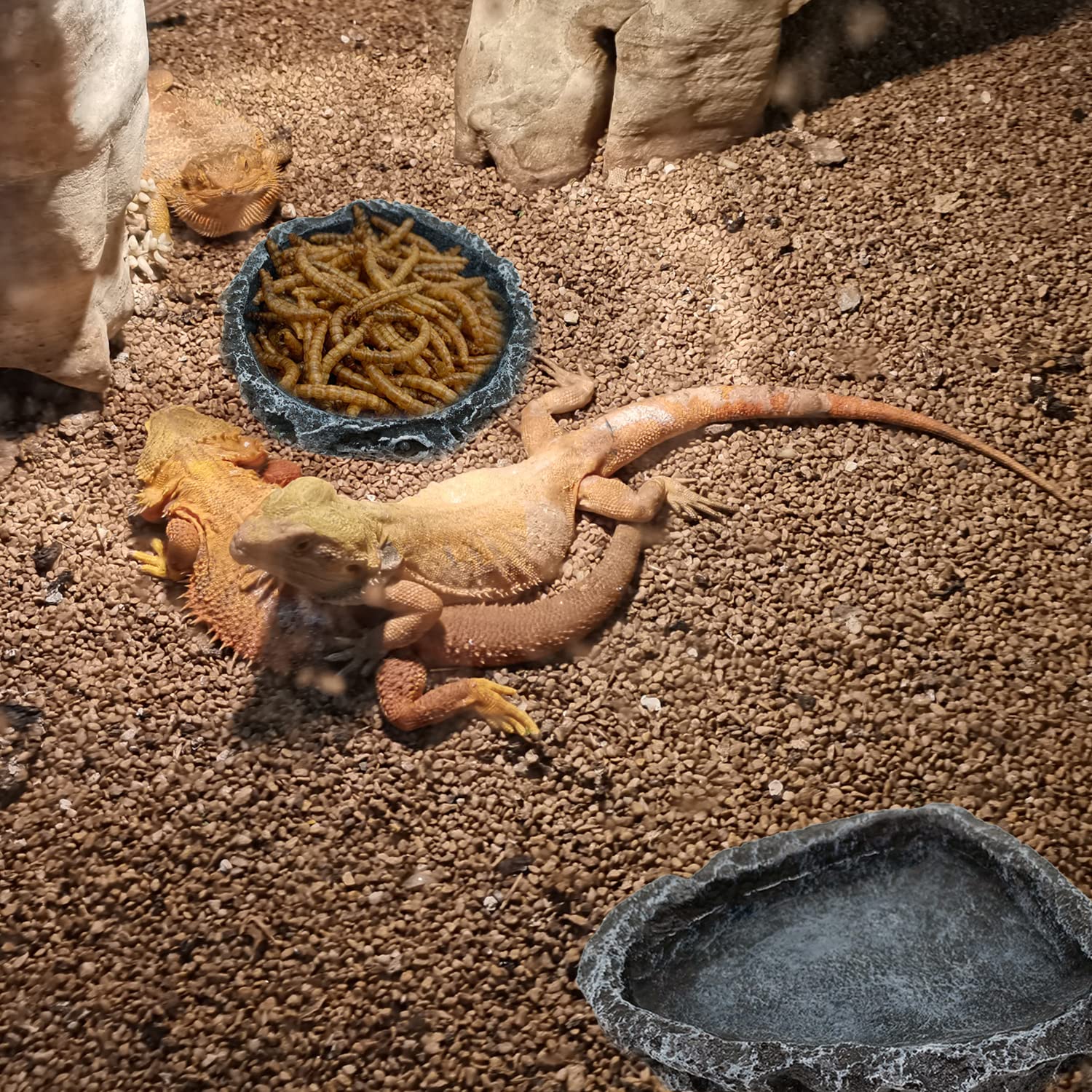1/2 Paket Sürüngen Besleme Kab - Water Dish Reptile incelemesi ve fiyatı